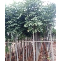 云南地区供应 栾树