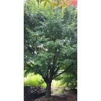 供应精品鸡爪槭红枫海棠红叶李桂花红梅早樱花晚樱无患子