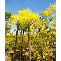 河北省保定市9公分金叶槐价格
