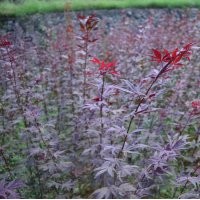 小苗系列——三季红枫小苗