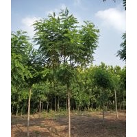 香花槐_香花槐价格_香花槐图片