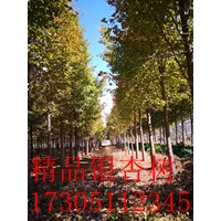 20公分银杏树 20公分银杏树