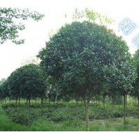 浏阳征收低价处理桂花、桂花低价打包带走