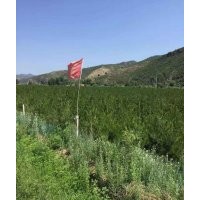 各种规格樟子松、油松