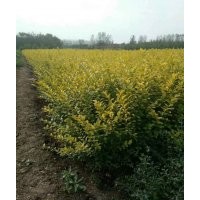 供应红王子锦带、蜀桧、红瑞木、红帽月季、红叶小檗、金叶女贞