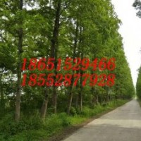 15公分水杉 16公分水杉树