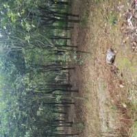 长期供应裸根土球垃圾桂花树5到15公分