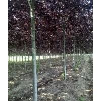 辽宁紫叶稠李紫叶稠李哪里便宜紫叶稠李价格紫叶稠李基地