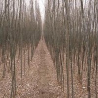 南京垂柳基地自产自销优质3米垂柳