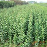 目前10公分大叶女贞价格精品大叶女贞产地