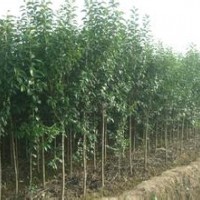 湖南丛生泡桐树价格，泡桐原产地在哪