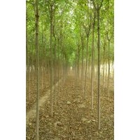 河北白蜡 保定白蜡 定兴县白蜡4-7公分