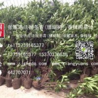 长期现货供应高度1米、1.5米、2米、2.5米法国冬青(珊瑚树)