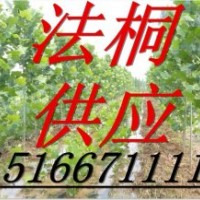 供8公分白蜡10公分白蜡12公分白蜡