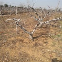 13公分桃树的价格表