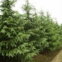 雪松基地|南京5米雪松价格报价参考报价