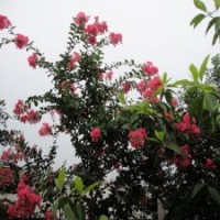 产地直销5公分的紫薇花，低价出售