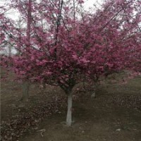 产地直销2公分的垂丝海棠，低价供应