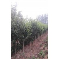 出售木槿3-4公分，量大，手机号15966192988