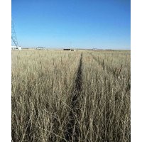 一年生，二年生柠条苗，杨材苗，紫穗槐，沙棘苗