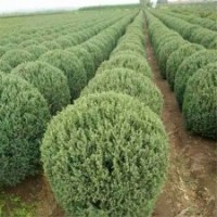 江苏刺柏基地_大量2.5米高刺柏价格34元