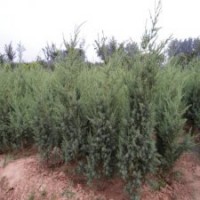 2米高刺柏_产地货源充足_23元