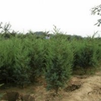 产地大量120公分刺柏_装车价格4元