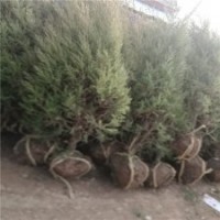 江苏塔柏基地150公分的报价