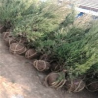 江苏塔柏基地120公分的报价