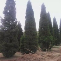 70公分塔柏的批发价是2.3元