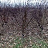 基地5公分榆叶梅小苗的报价