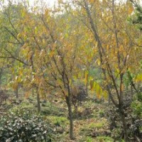 一年生的腊梅小苗市场价格是多少