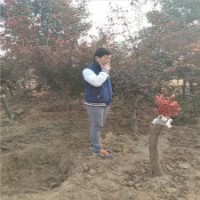 精品8公分美人梅，批发价格240元，量多优惠