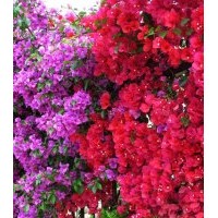 大量供应各种规格三角梅，叶子花，大红花，紫花