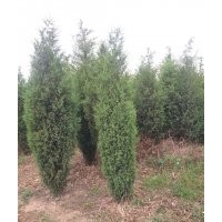 供应1.5米北京侩