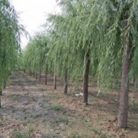 河北25公分垂柳价格