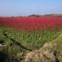 3——5公分赤枫