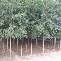榆树产地，榆树，9公分榆树价格