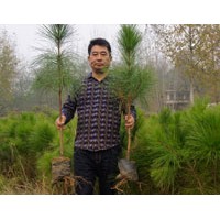 云南50-80公分湿地松苗供应，来自湖北美洋洋绿化工程