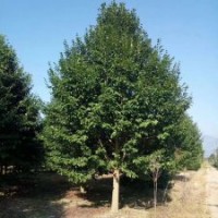 出售8——20公分乐昌含笑