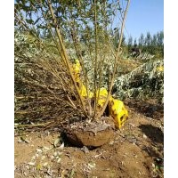 东北银柳/银芽柳