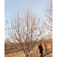 八棱海棠树价格 八棱海棠树冬季移植