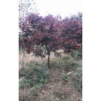 供应精品鸡爪槭红枫海棠羽毛枫樱花红梅桂花丛生香樟