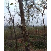 皂角树苗3-5公分