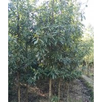 金丝楠木。香樟。柏木。桂花。红叶石楠。湿地松。,3-8公分大量货