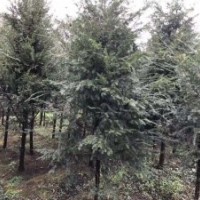 低价处理桂花、红豆杉