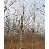 15公分国槐价格