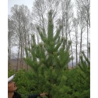 出售内蒙古赤峰市克什克腾旗树苗:定植云杉30杯 1出售内蒙古赤峰