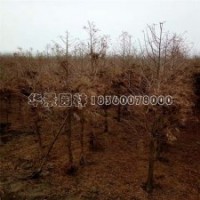 江苏地区***的水杉种植基地在哪里？