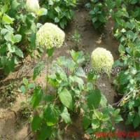 木绣球的市场行情是怎样的，多少钱一棵